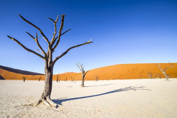 Árvores em Deadvlei, ou Dead Vlei, em Sossusvlei, no Namib-Nau — Fotografia de Stock