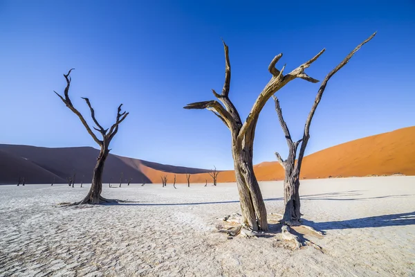 Trees in Deadvlei, or Dead Vlei, in Sossusvlei, in the Namib-Nau — стокове фото