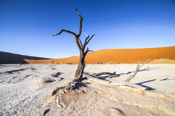 Trees in Deadvlei, or Dead Vlei, in Sossusvlei, in the Namib-Nau — Stockfoto