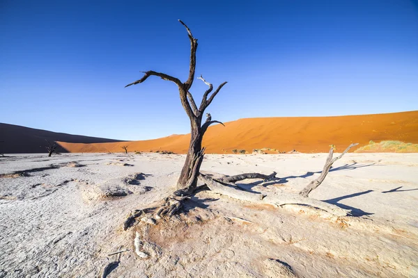 Arbres à Deadvlei, ou Dead Vlei, à Sossusvlei, dans le Namib-Nau — Photo