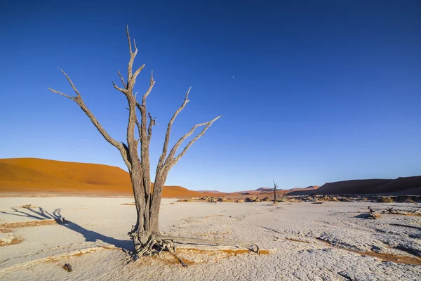 Arbres à Deadvlei, ou Dead Vlei, à Sossusvlei, dans le Namib-Nau — Photo