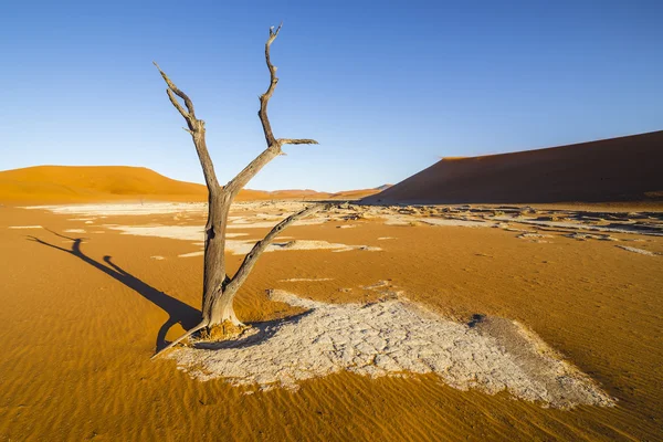 Trees in Deadvlei, or Dead Vlei, in Sossusvlei, in the Namib-Nau — Stock Fotó