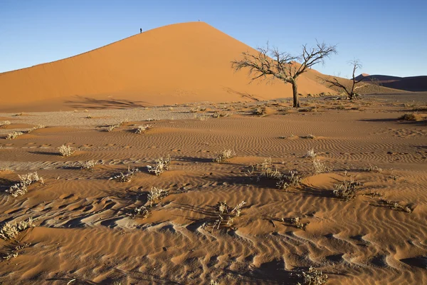 Vista de árvores perto da duna 45 no deserto do Namib, Sossusvlei, N — Fotografia de Stock