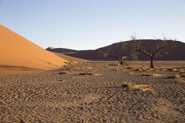 Viewof trees near the dune 45 in the Namib Desert, Sossusvlei, N — Stock Fotó