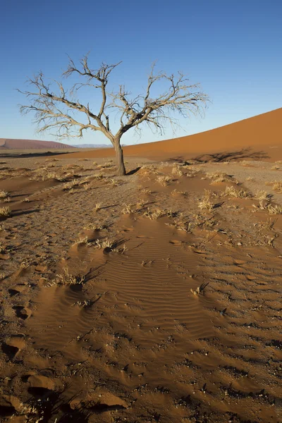 Viewof trees near the dune 45 in the Namib Desert, Sossusvlei, N — Zdjęcie stockowe