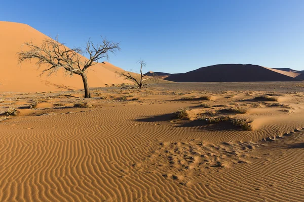 Viewof trees near the dune 45 in the Namib Desert, Sossusvlei, N — Stock Fotó