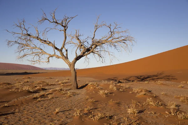 Vista de árboles cerca de la duna 45 en el desierto de Namib, Sossusvlei, N — Foto de Stock