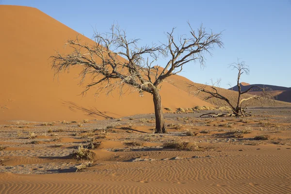 Viewof trees near the dune 45 in the Namib Desert, Sossusvlei, N — Stock Photo, Image