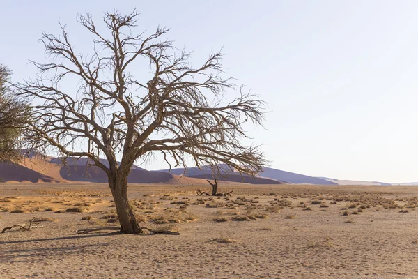 Viewof trees near the dune 45 in the Namib Desert, Sossusvlei, N — Stockfoto