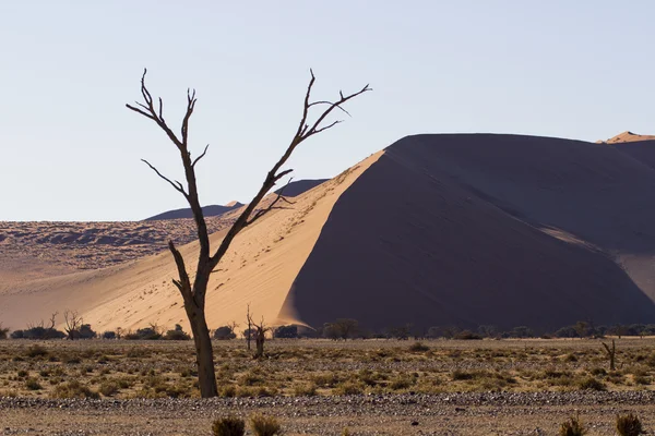 Red dunes in the Namib Desert, in Sossusvlei, Namibia — 图库照片