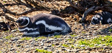 Penguenler Pinguinera 'da Faro Cabo Virgenes, Arjantin' de