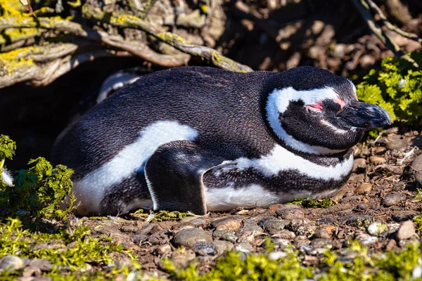 Tučňáci Pinguinera Faro Cabo Virgeny Argentině — Stock fotografie