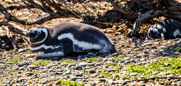 ピンギネラのペンギンファロ Virgenes Argentina — ストック写真