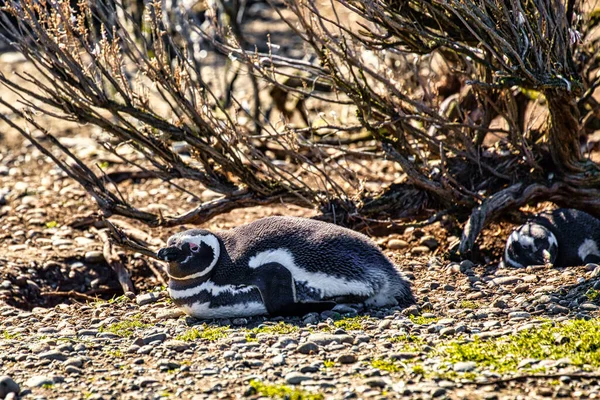 Penguenler Pinguinera Faro Cabo Virgenes Arjantin — Stok fotoğraf