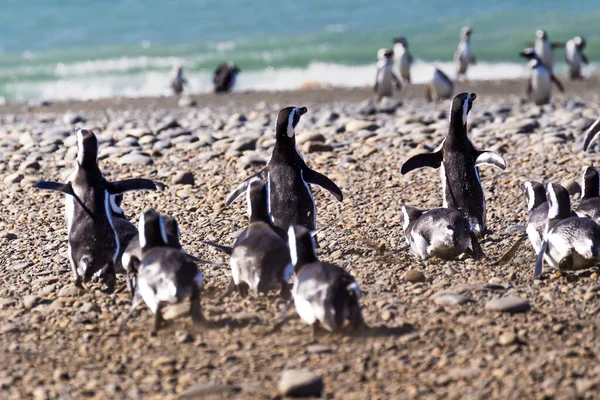 Пингвины Пингвинере Faro Cabo Virgenes Аргентина — стоковое фото