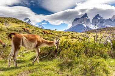 Lama Torres del Paine Ulusal Parkı, Şili, Güney Amerika