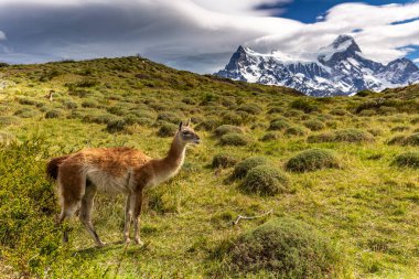 Lama Torres del Paine Ulusal Parkı, Şili, Güney Amerika
