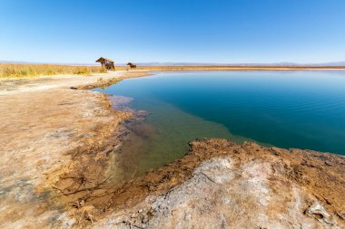 Atacama Çölü, Antofagasta, Şili 'deki Laguna Lagoon Cejar manzarası