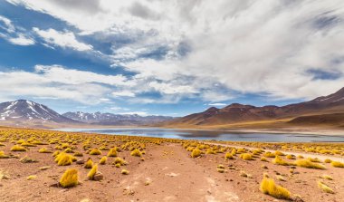 Güney Amerika 'nın Antofagasta bölgesindeki Atacama Çölü altiplanosunda Miscanti Lagünü.