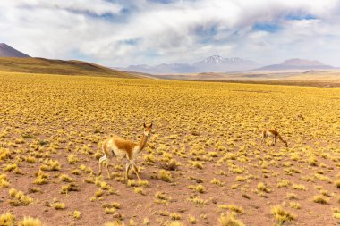 23. Otoyol 'dan, Şili' nin kuzeyindeki manzaralı yoldan Calama 'dan Sico Geçidi' ne, Arjantin sınırına kadar. Yol Miscanti Gölü, Salar de Talar ve Tuyajto Gölü yakınlarından geçiyor.