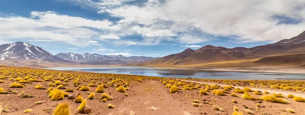 Güney Amerika 'nın Antofagasta bölgesindeki Atacama Çölü altiplanosunda Miscanti Lagünü.