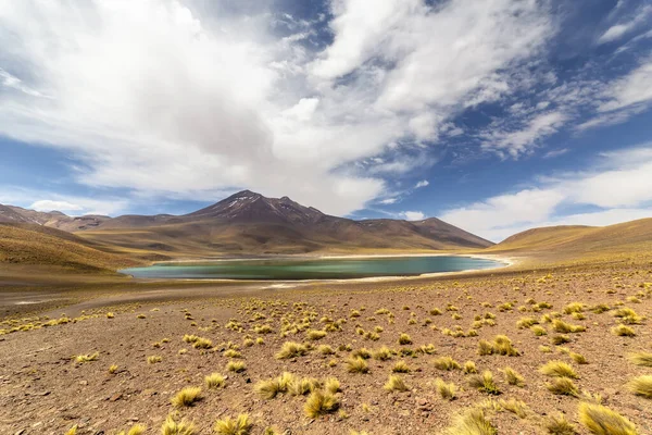 Λιμνοθάλασσα Miniques Στο Altiplano Στην Έρημο Atacama Στην Περιοχή Antofagasta — Φωτογραφία Αρχείου