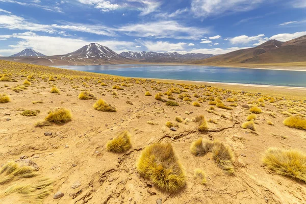 Laguna Miscanti Altiplano Desierto Atacama Región Antofagasta Del Norte Chile — Foto de Stock