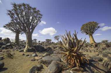 The quiver tree, or aloe dichotoma, or Kokerboom, in Namibia clipart
