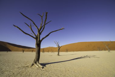 Deadvlei veya Sossusvlei, Namib Naukluft par içinde ölü Vlei