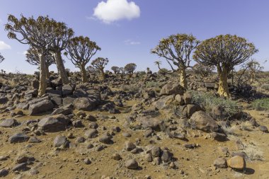 Titreme ağacı, veya aloe dichotoma veya Kokerboom, Namibya
