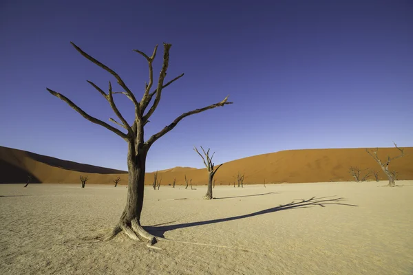 Deadvlei, ou Dead Vlei, em Sossusvlei, no Par Namib-Naukluft — Fotografia de Stock