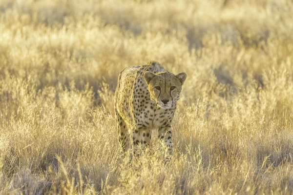 Cheetah no Parque Nacional de Etosha, Namíbia — Fotografia de Stock