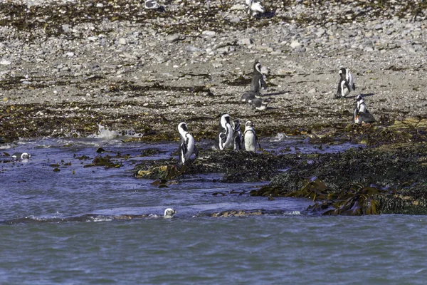 Pingüinos payasos en Halifax Island, Namibia — Foto de Stock