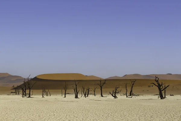 Deadvlei, or Dead Vlei, in Sossusvlei, in the Namib-Naukluft Par — Stock Photo, Image