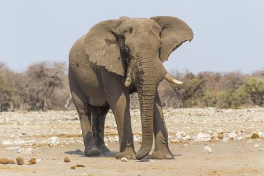 Fil etkin, Namibia