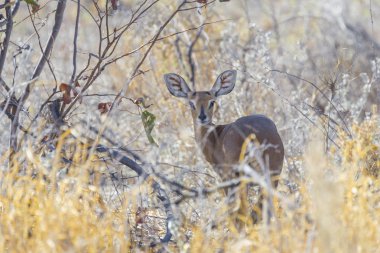 Steenbok etkin Milli Parkı, Namibia