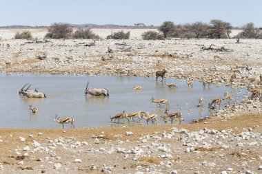 Su kuyusu etkin Milli Parkı, Namibia