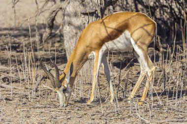 Springbok Namibya