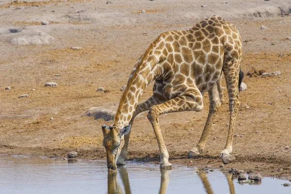 Żyrafa w Etosha np, Namibia — Zdjęcie stockowe