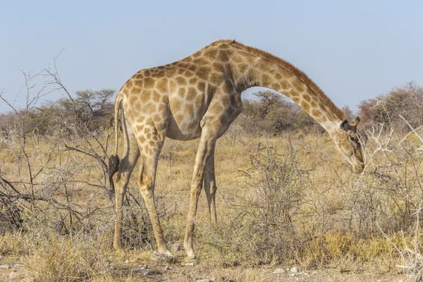 Girafe dans l'Etosha N.P., Namibie — Photo