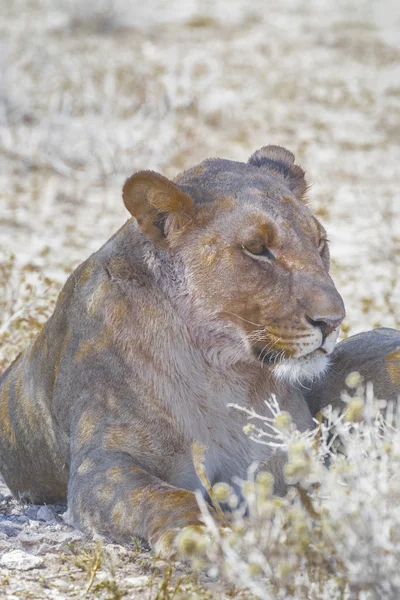 Lioness in Etosha , Namibia — Stock Photo, Image