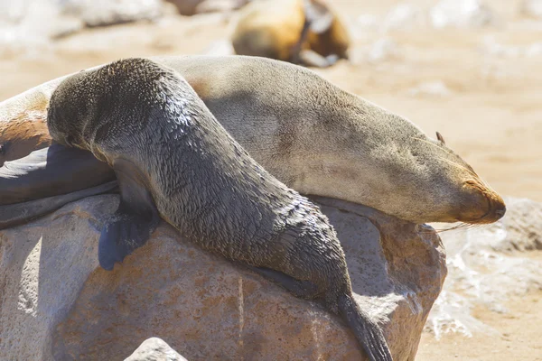 Colonia de focas de Cape Cross, Namibia — Foto de Stock
