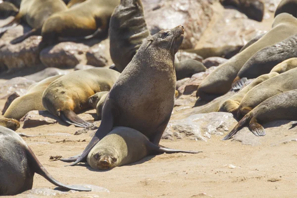 Colonia de focas de Cape Cross, Namibia — Foto de Stock