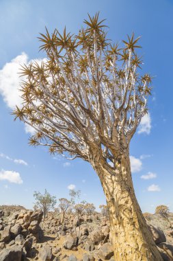 Titreme ağacı, veya aloe dichotoma veya Kokerboom, Namibya