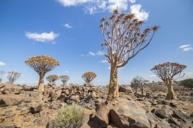 The quiver tree, or aloe dichotoma, or Kokerboom, in Namibia clipart