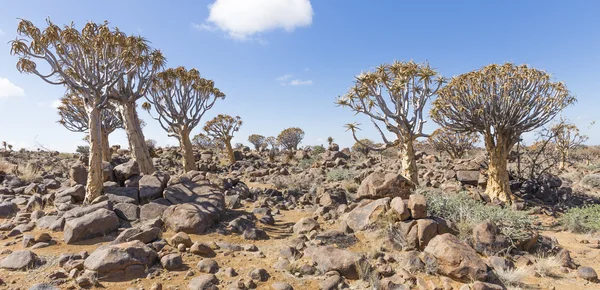 Der Köcherbaum oder Aloe Dichotom oder Kokerboom in Namibia — Stockfoto