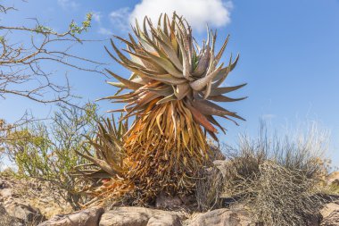 Aloe khamiesensis, in Namibia clipart