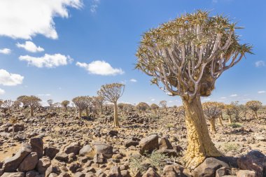 The quiver tree, or aloe dichotoma, or Kokerboom, in Namibia clipart