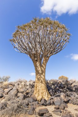 Titreme ağacı, veya aloe dichotoma veya Kokerboom, Namibya