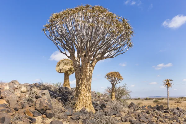 El carcaj, o dichotoma de aloe, o Kokerboom, en Namibia — Foto de Stock